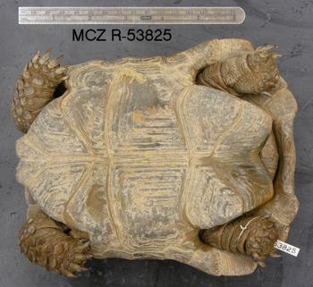Media type: image; Herpetology R-53825